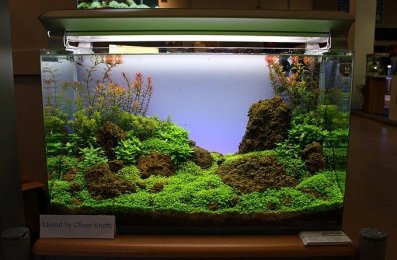 Aquarium mit Lavasteinen gescapt von Oliver Knott
