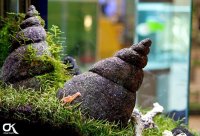 Aquarium with our stone worm