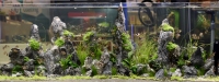Aquarium with Mini landscape