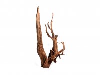 Decorative root Mangrove size XXXL