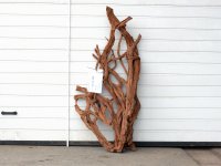 Decorative root Mangrove Unique
