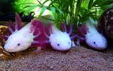 Axolotlkies