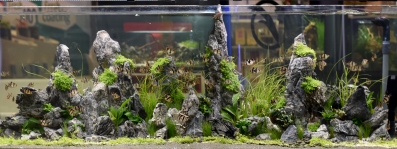 Aquarium mit Mini-Landschaft