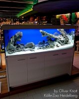 Aquarium with aquarium rocks