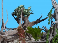 Dekowurzel Igelwurzel